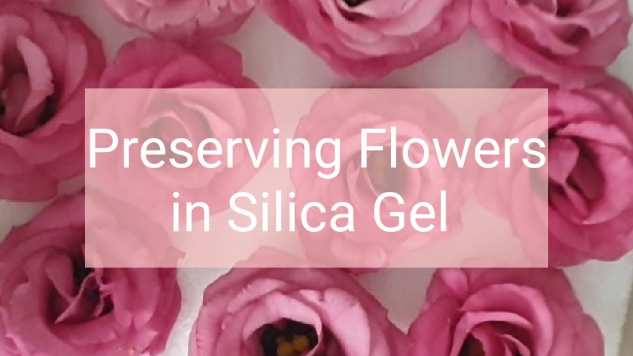 Drying Flowers Using Activa Silica Gel - Dried Flowers For Resin