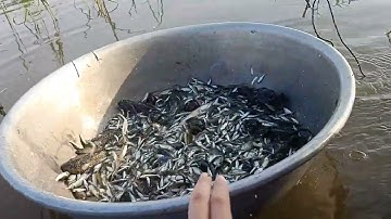 Đặt dớn cá linh mùa nước nổi