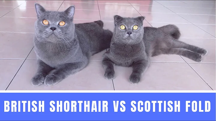 Watch the video about KUCING BRITISH SHORTHAIR VS KITTEN SCOTTISH FOLD