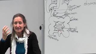 Barbara O'Neill - Part 13: Improving health through digestion by Wicklow Street 79,590 views 6 years ago 53 minutes