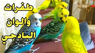 عصافير البادجي جميع الوان وطفرات العصافير البادجي بالصور واغلي الطفرات في العصافير