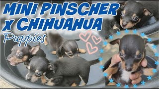 MINI PINSCHER X CHIHUAHUA PUPPIES | DAY 1 TO 1 MONTH OLD