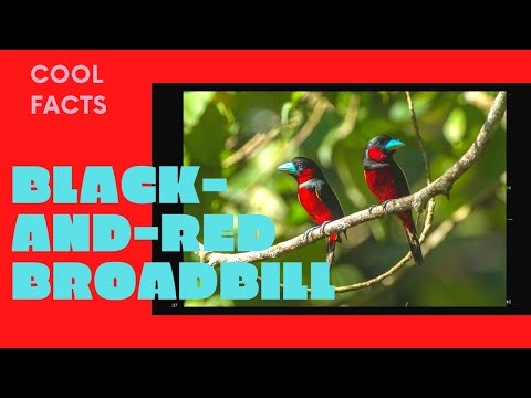 Black-and-red Broadbill 🦜 found in 🇧🇳 🇰🇭 🇮🇩 🇱🇦 🇲🇾 🇲🇲 🇸🇬 🇹🇭 🇻🇳 