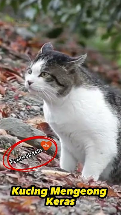Kucing Mengeong Keras