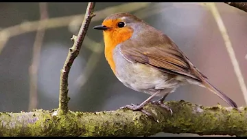 4 Hours of Birdsong - Robin Bird Song - Nature Sounds