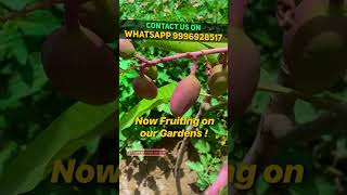 3 लाख ₹/Kg मिलने वाला ये आम अब आपने घर लगाएँ || Miyazaki Mango - 3Lakh/Kg Mango in Garden