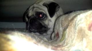 Pugg