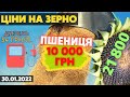 Ціни на зерно! Пшениця 10 000 грн/т. Кукурудза 9000 грн/т. Соляра по 34 грн/л. Радість крізь сльози!