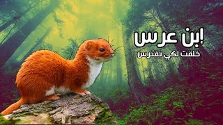 ابن عرس حيوانات خلقت لكي تفترس | كويست عربية Quest Arabiya