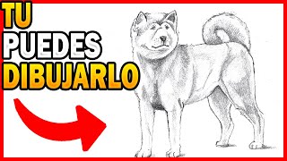 ? como ??????? un AKITA INU paso a paso a lápiz  Como dibujar un perro REALISTA raza Japonés FÁCIL