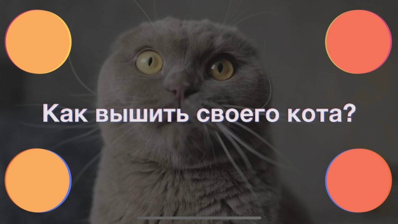 Как вышить своего кота? Советы новичкам.