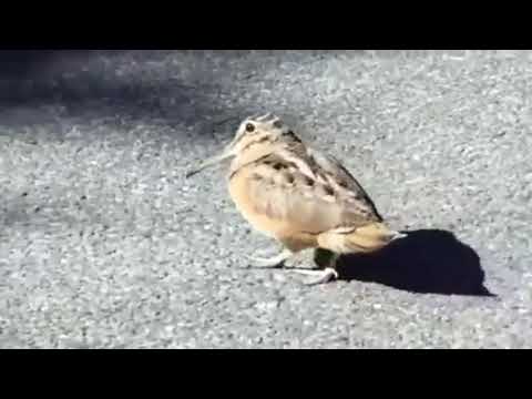Woodcock Feelin' the Funk
