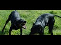 Friendly Manchester Terriers (4к) の動画、YouTube動画。