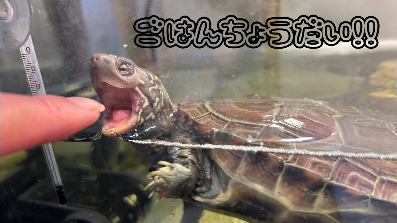 クサガメの昔と今の食事風景を比較したら成長を感じた