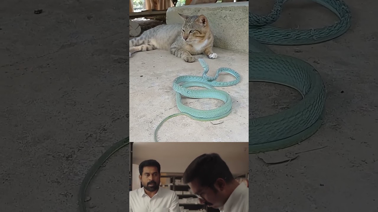 Poocha sir and snake..! 