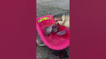 Surprising Unboxing With A Stitch Collection And A Giant Shark ASMR Funny 