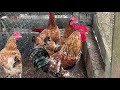 Beautiful running chicken farm at home