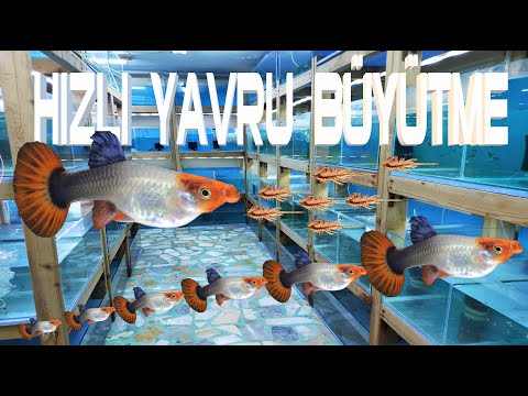 Özeltür lepistes hızlı