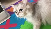 猫のくしゃみ等 猫のくしゃみ等