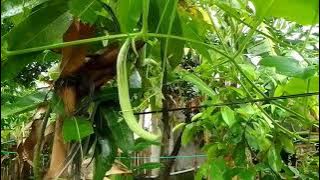 Download lagu cara tanam pare belut supaya lebat banyak buah nya