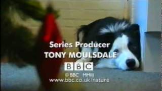 Animal Hospital Christmas titles - 2003