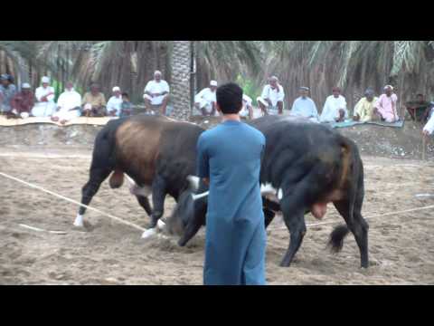 الاتحاد و ود رامس