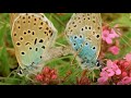 Beautiful Butterfly Moments | BBC Earth