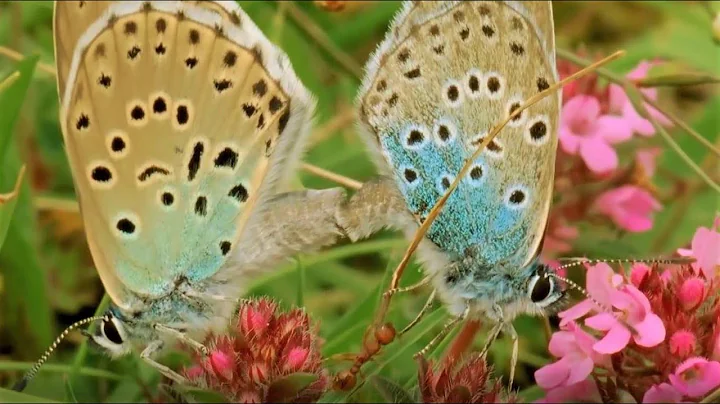 Beautiful Butterfly Moments | BBC Earth - DayDayNews