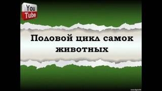 Половой цикл самок животных Половой цикл самок животных
