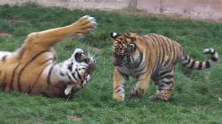 Zoo Hannover - Sibirische Tiger