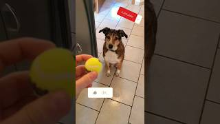 Ball Fangen Hund Schnell
