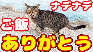 When you feed a stray cat in Japan and it cries...Impressed cat video.