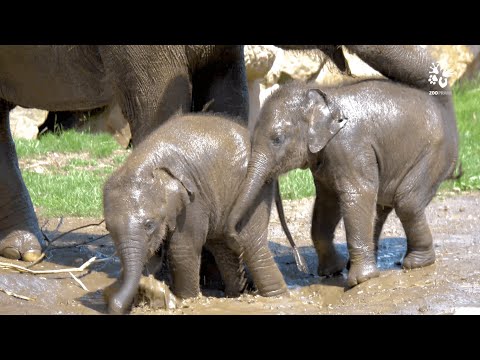 Video: Mají asijští sloni kly?