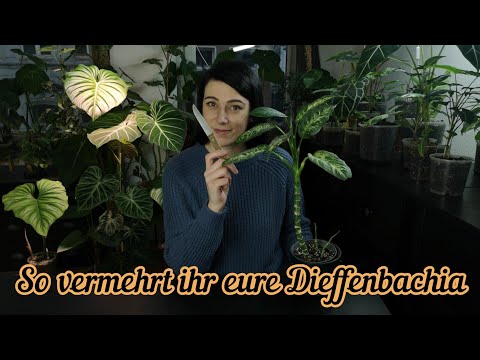 Video: Wie man Dieffenbachia-Pflanzen beschneidet: Tipps zum Beschneiden einer Dieffenbachia