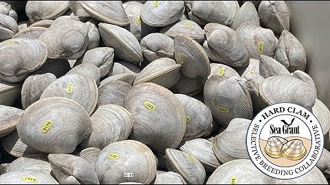Hard Clam Selective Breeding Project: An Introduction (May 2023)