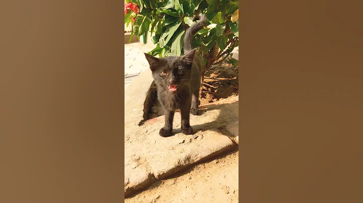 Video 11868021: maine coon cat kitten, coon cat kitten funny, adorable maine coon kitten, cats stray kittens, cat sound kitty, small cat