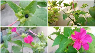 மணக்கும் அந்திமந்தாரை| Mirabilis Jalapa | BEAUTY OF NIGHT | 4 o'Clock Flower | Uses