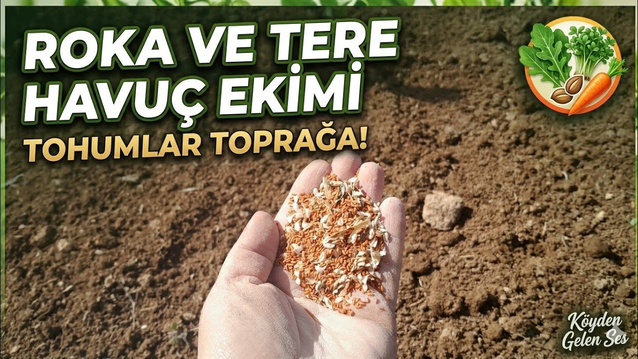 ÜÇ GÜNDE YEŞEREN ROKA VE TERE NASIL EKİLİR/Garden Diaries: Planting Carrots, 