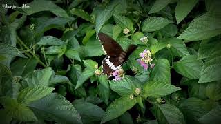 Butterfly Dance screenshot 2