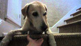 Dog Eats Soap! (11/9/11)