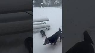 Snow Storm 2025 #puppiesplaying #snowstorm #letitsnow