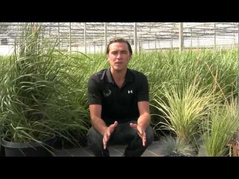 वीडियो: जोन 4 सजावटी घास - ठंडी जलवायु में सजावटी घास उगाना