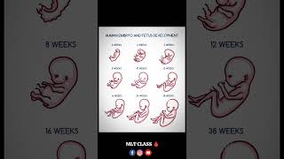 Fetal Development ? How to baby grow inside the mothers womb shorts baby trending viral fetus