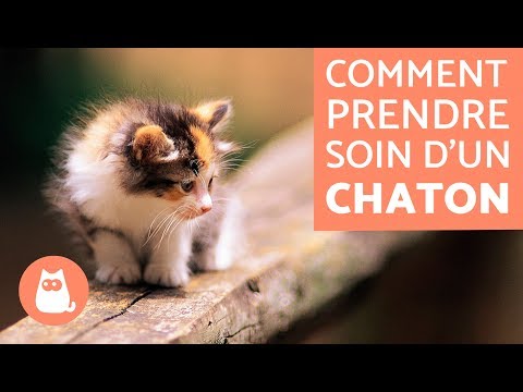 Vidéo: Tout Sur Les Chatons : Comment S'en Occuper