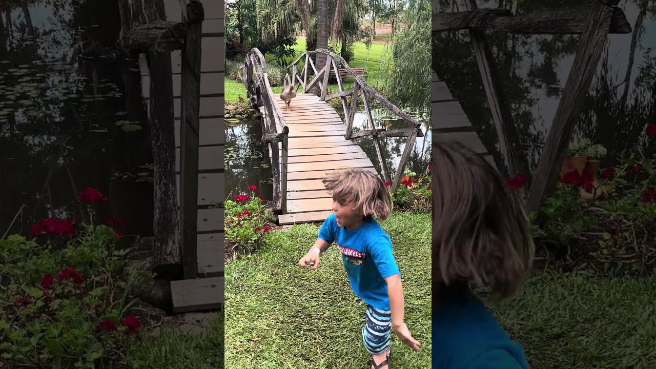 Ganso atacando crian&ccedil;a