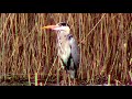 Серая цапля ловит рыбу || gray heron fishing