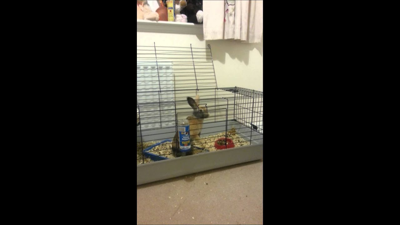 rabbit jumps out of cage