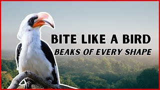 A Beginner’s Guide to Bird Beaks