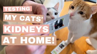 Testing My Cat's Kidney Health at Home! - Kidney-Chek by IndoorOutdoorKat 581 views 1 year ago 3 minutes, 37 seconds
