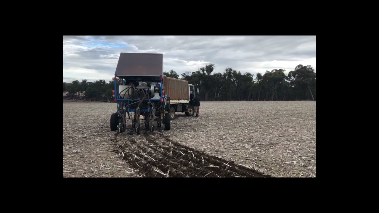 2021 CSBP Field Trials - Barley N Strategies, Frankland River